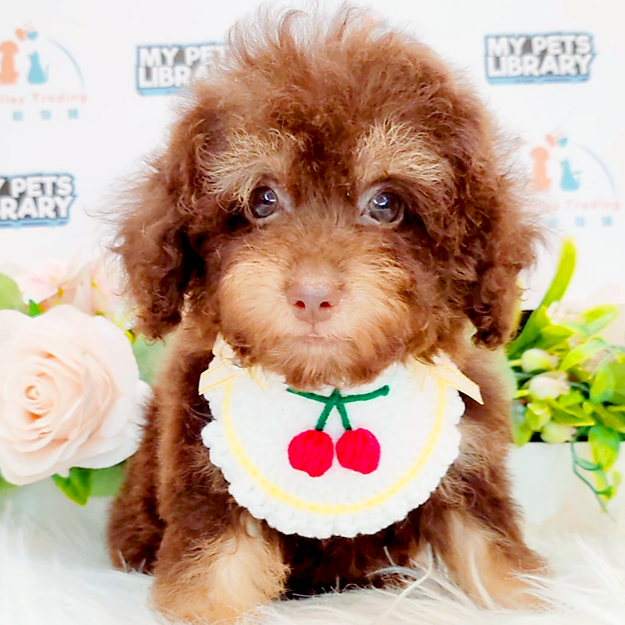 Toy Poodle Puppy (Male) For Sale