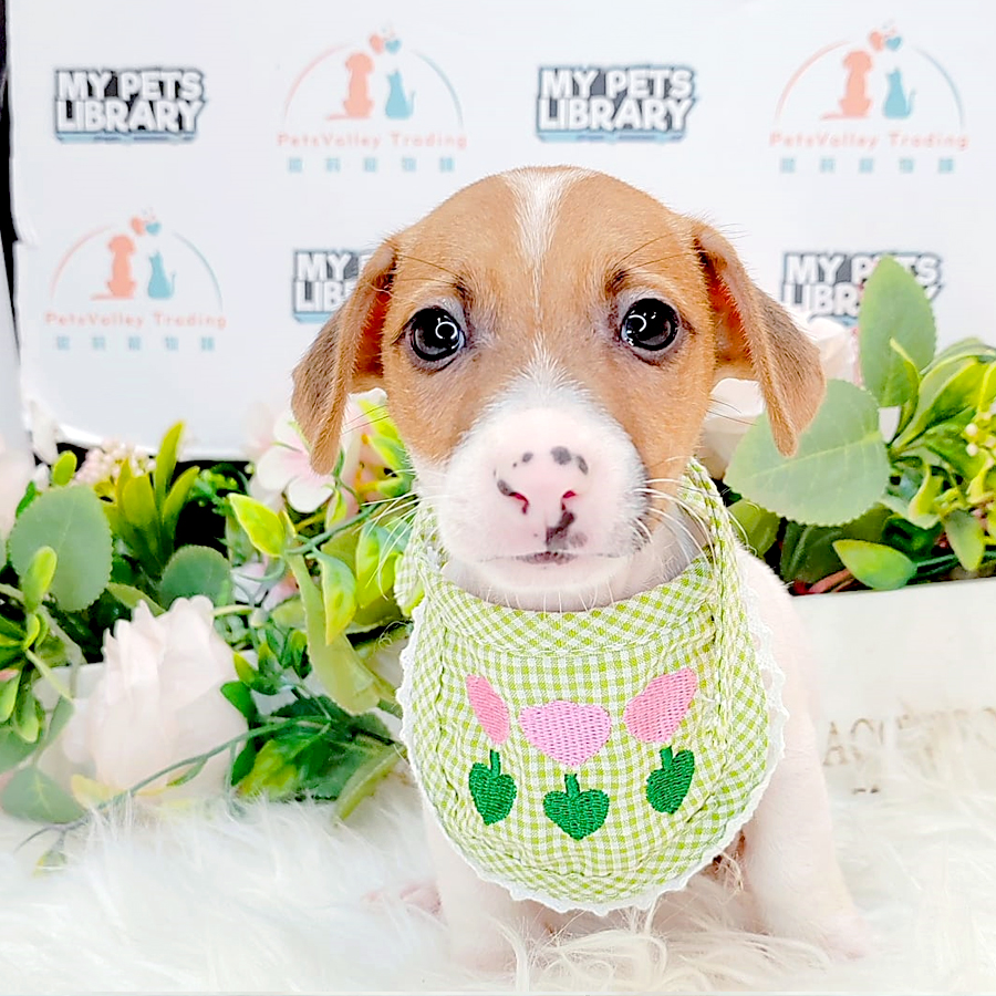 Jack Russell Puppy (Male) For Sale