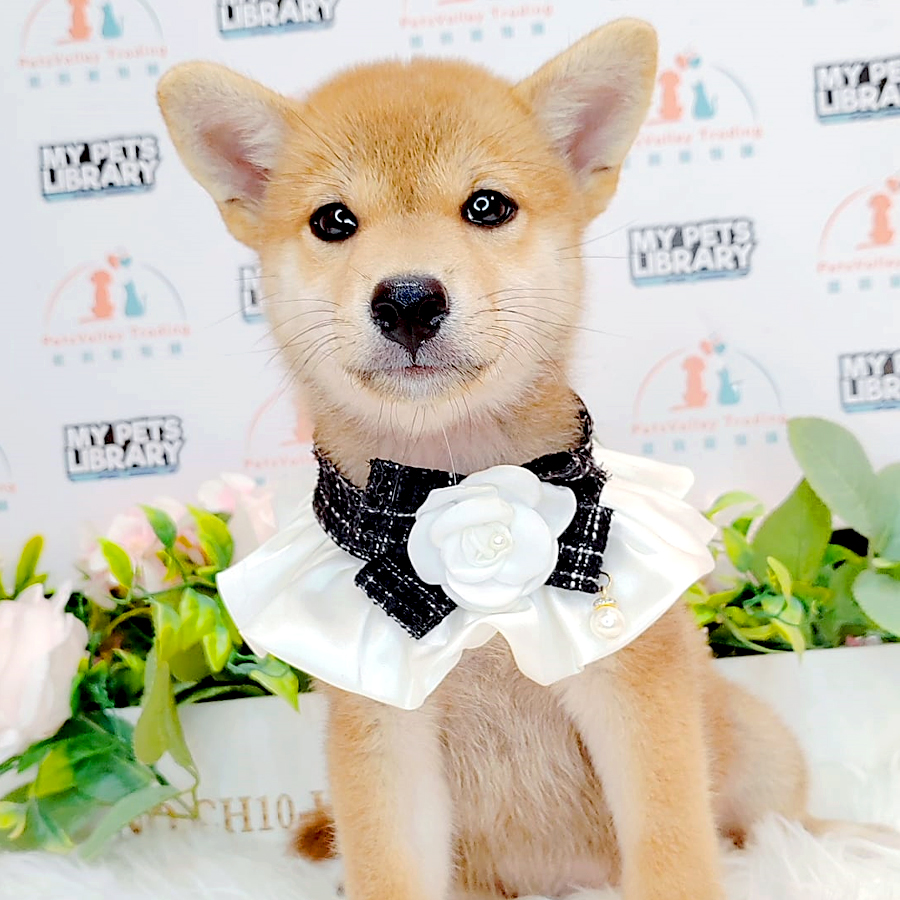 Shiba Inu Puppy (Female) For Sale
