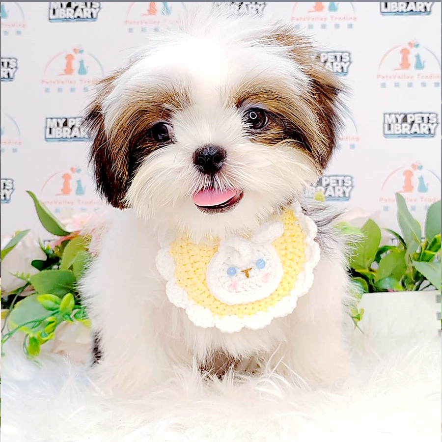 Shih Tzu Puppy (Female) For Sale