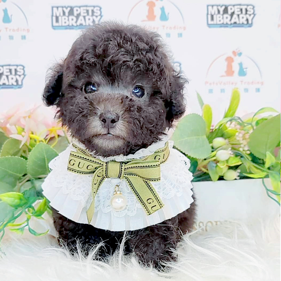 Tiny Poodle Puppy (Male) For Sale