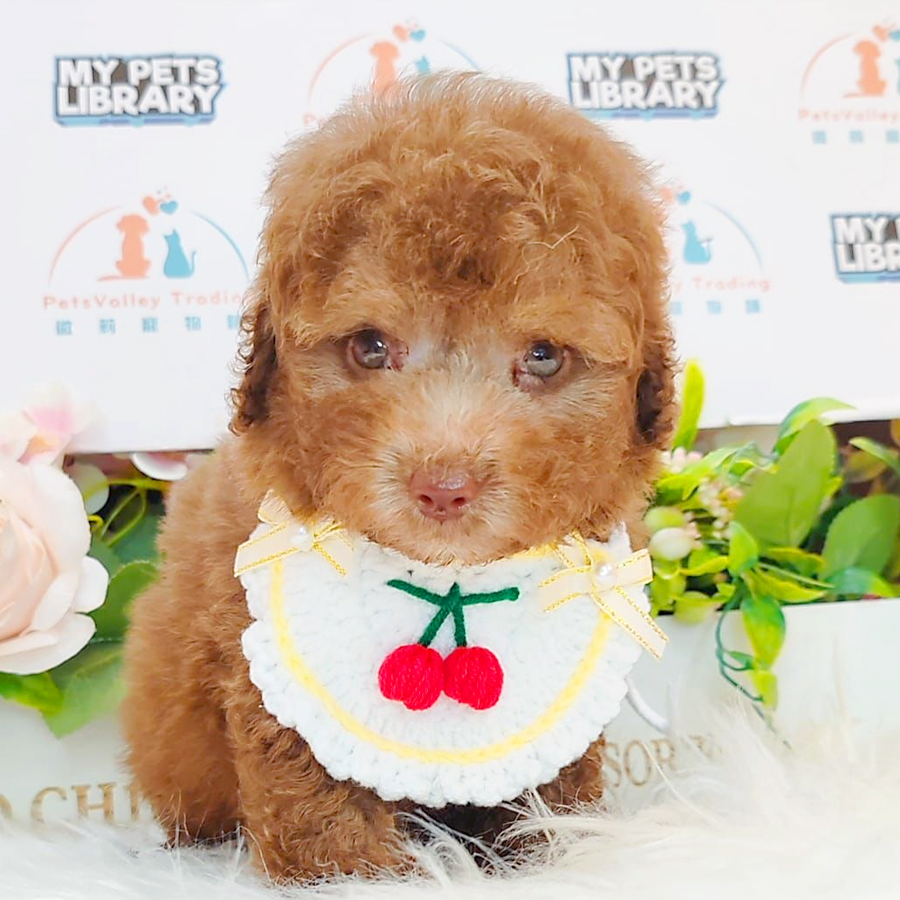 Tiny Poodle Puppy (Male) For Sale