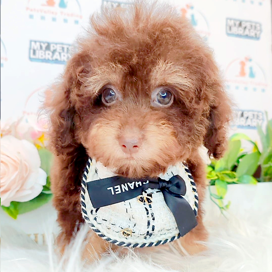 Tiny Poodle Puppy (Male) For Sale