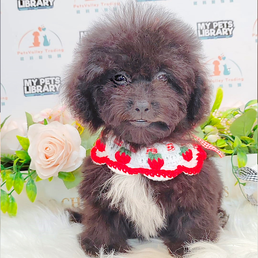 Toy Poodle Puppy (Male) For Sale