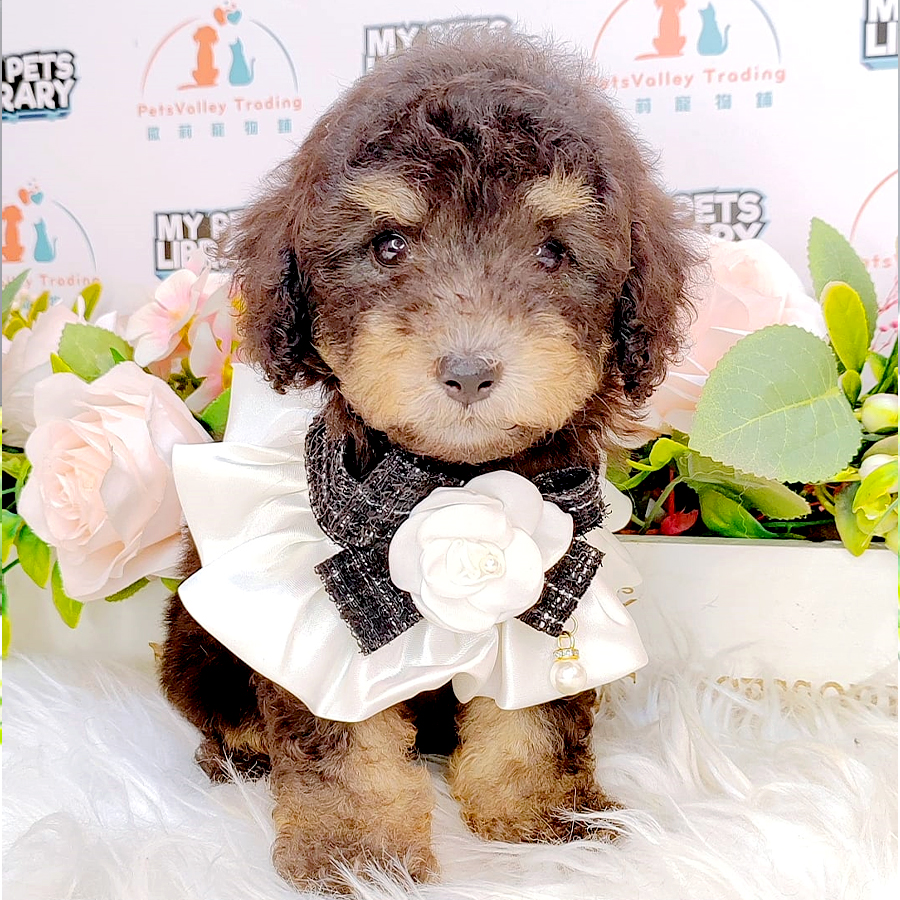 Tiny Poodle Puppy (Female) For Sale