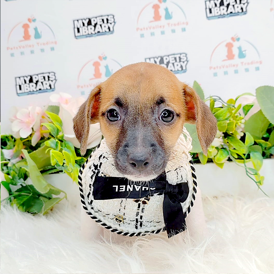Jack Russell Puppy (Female) For Sale