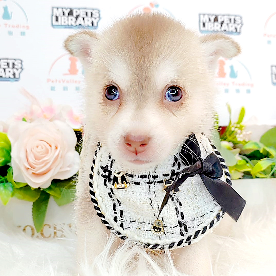Pomsky Puppy (Female) For Sale