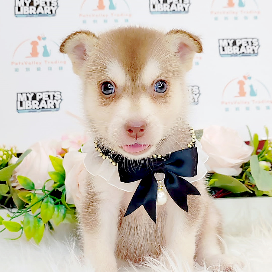 Pomsky Puppy (Male) For Sale