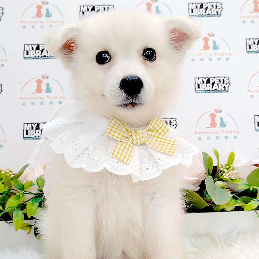 Pomsky Puppy (Male) For Sale