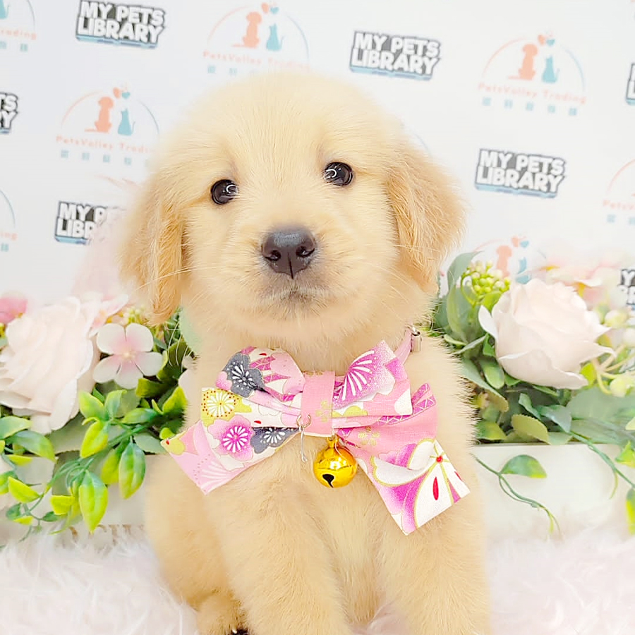 Golden Retriever Puppy (Female) For Sale