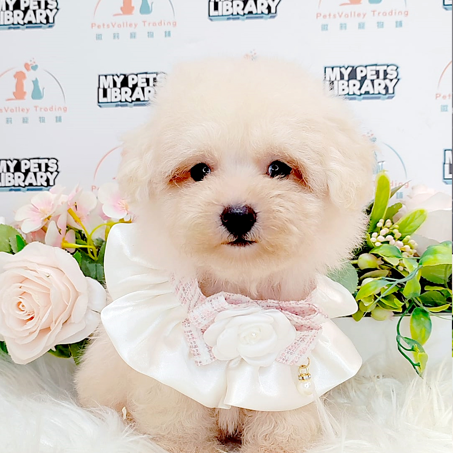 Tiny Poodle Puppy (Female) For Sale