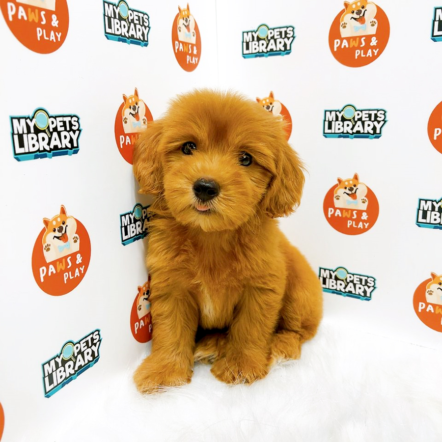 Toy Poddle Puppy (Male) For Sale