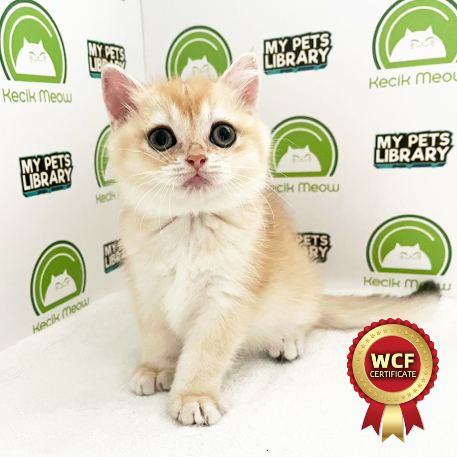 WCF British Shorthair Kitten (Female) For Sale