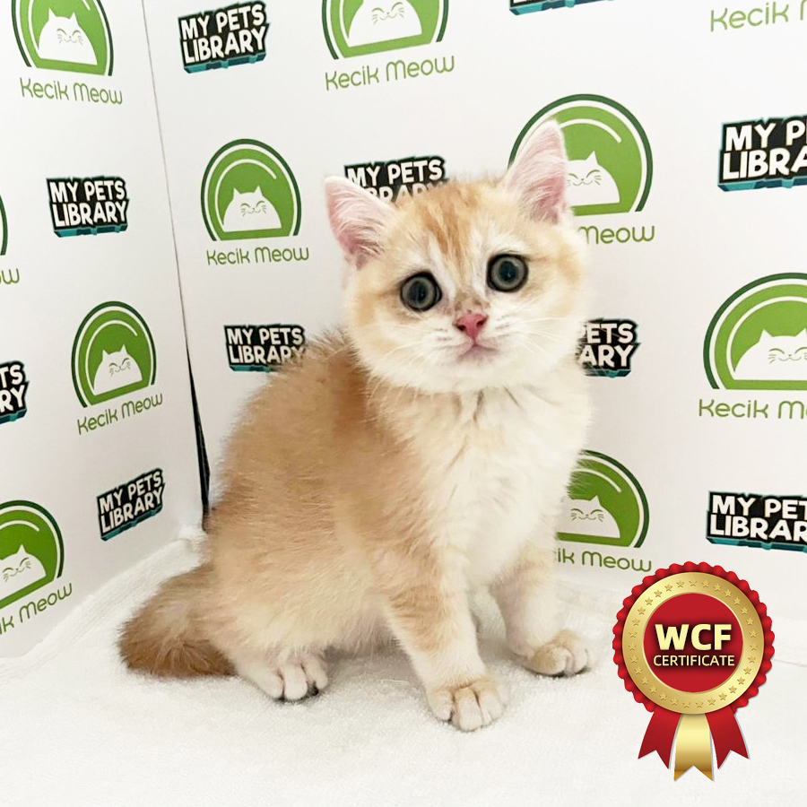WCF British Shorthair Kitten (Female) For Sale