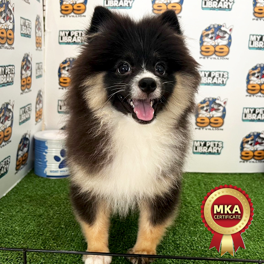 MKA Pomeranian Puppy (Male) For Sale