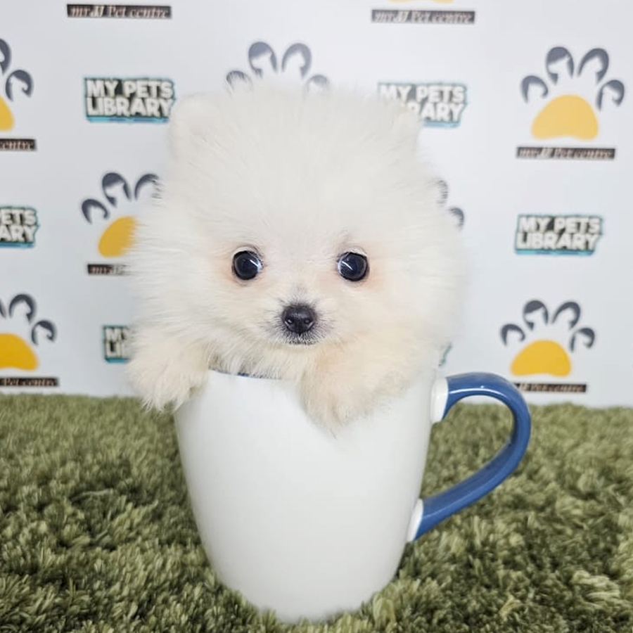 Teacup Pomeraniam Puppy (Male) For Sale