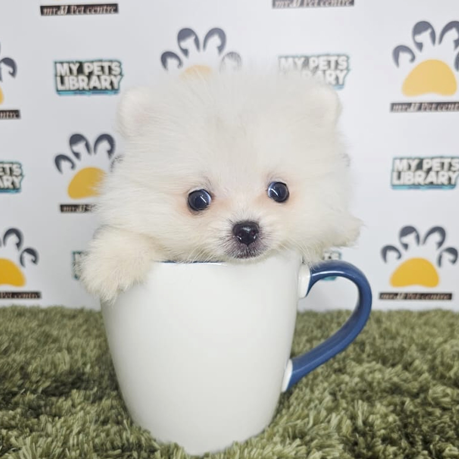 Teacup Pomeraniam Puppy (Male) For Sale