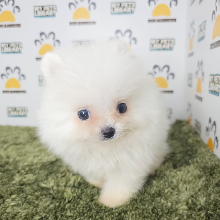 Tiny Pomeraniam Puppy (Male) For Sale