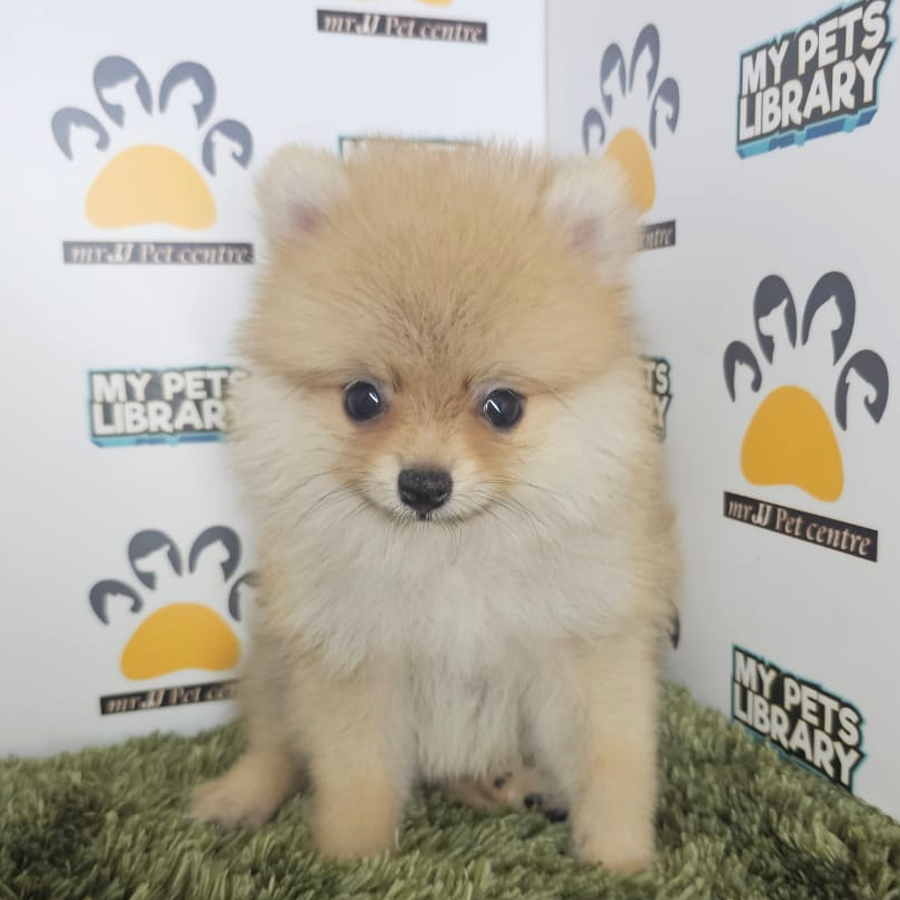Tiny Pomeraniam Puppy (Male) For Sale