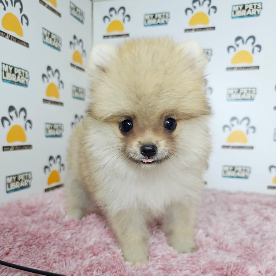 Tiny Pomeraniam Puppy (Female) For Sale
