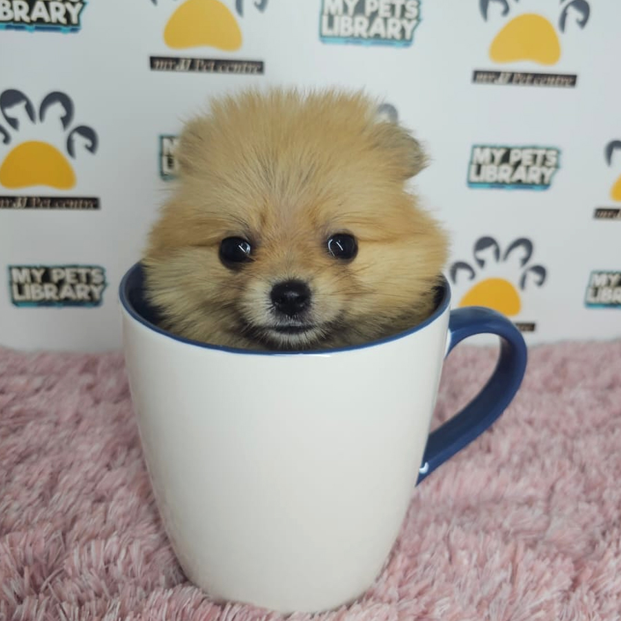 Teacup Pomeraniam Puppy (Female) For Sale