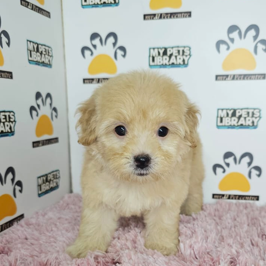 Tiny Poodle Puppy (Female) For Sale