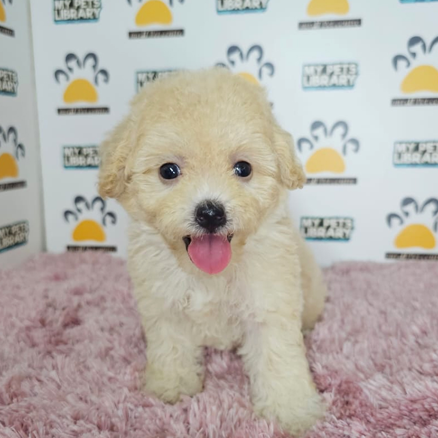Tiny Poodle Puppy (Female) For Sale