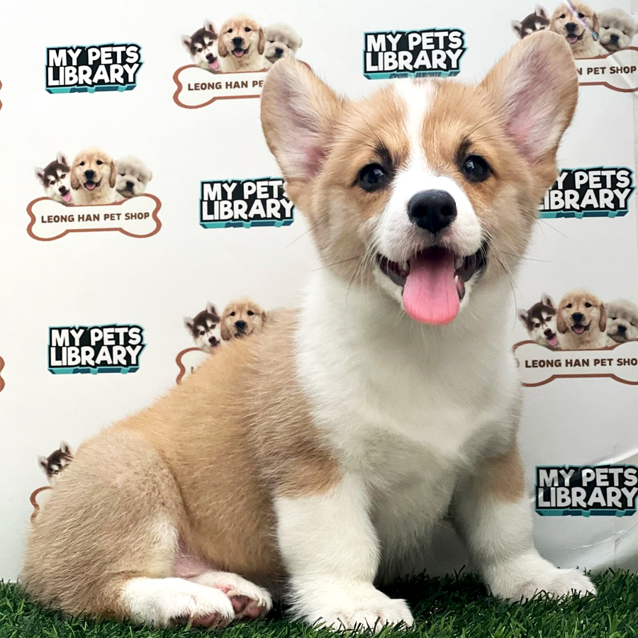 Welsh Corgi Puppy (Female) For Sale