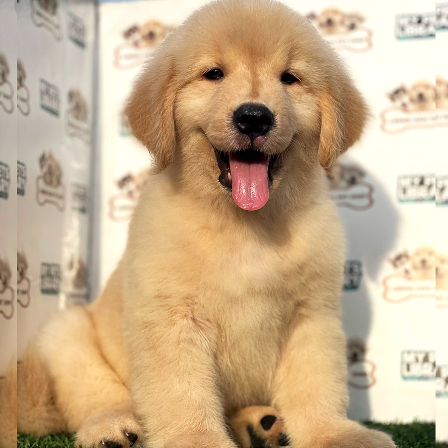 Golden Retriever Puppy (Male) For Sale