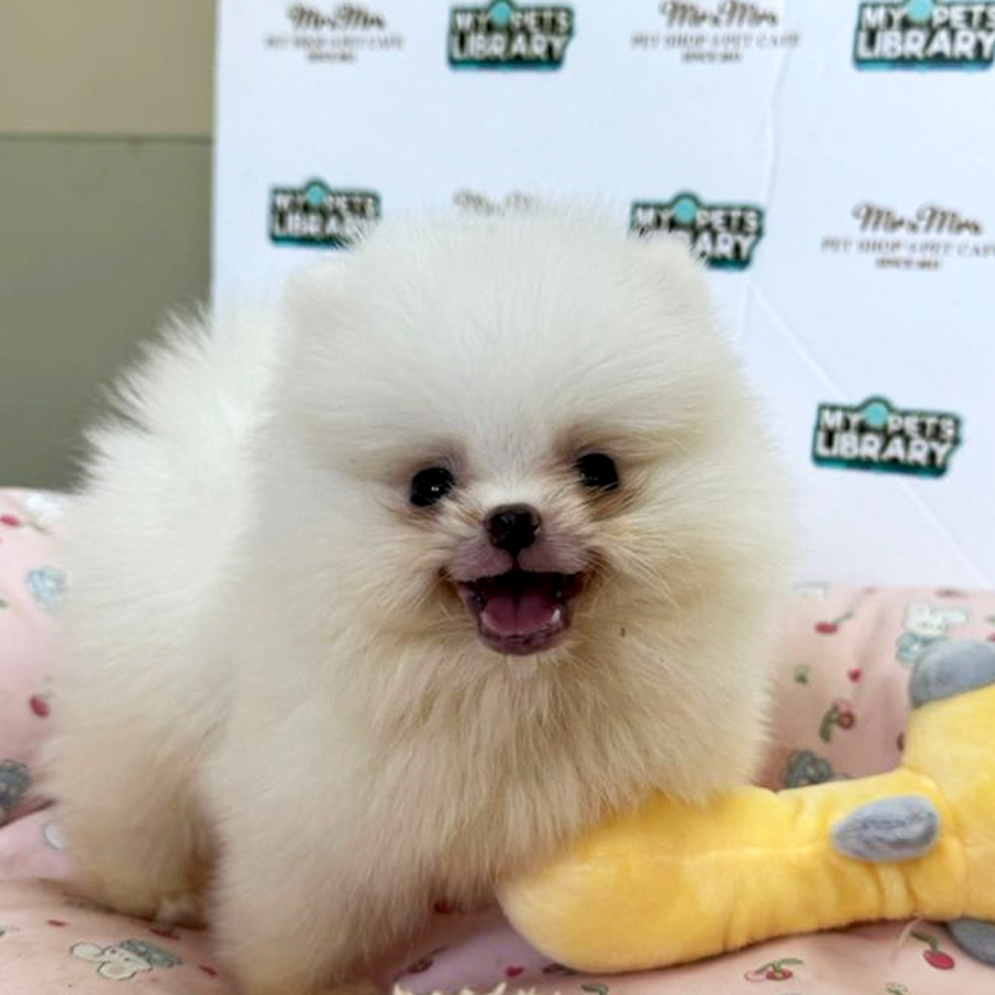 Tiny Teacup Pomeranian Puppy (Male) For Sale