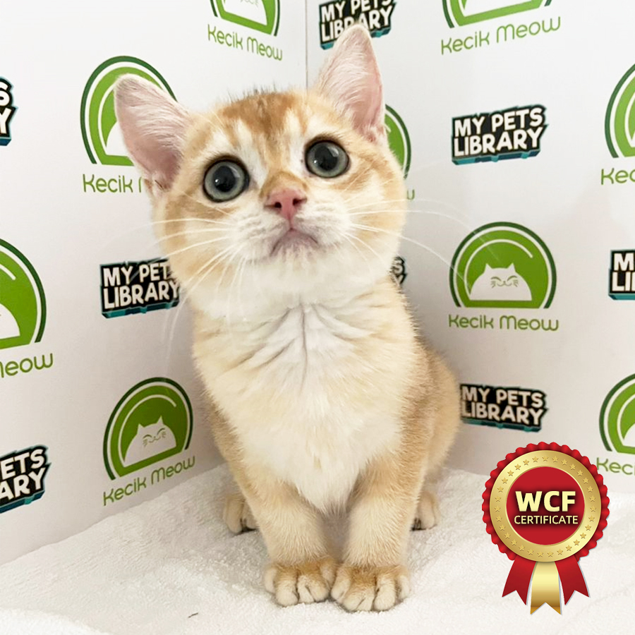 WCF British Shorthair Kitten (Male) For Sale