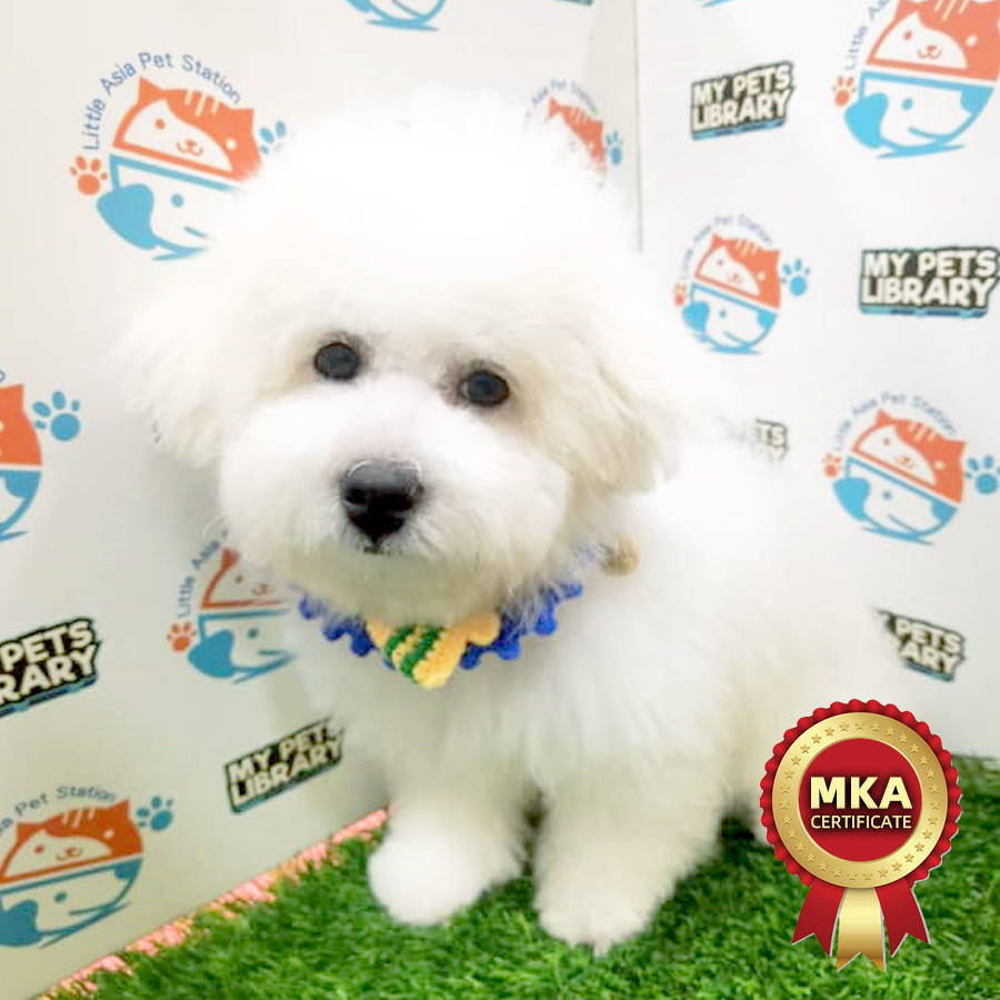 MKA Bichon Frise Puppy (Female) For Sale