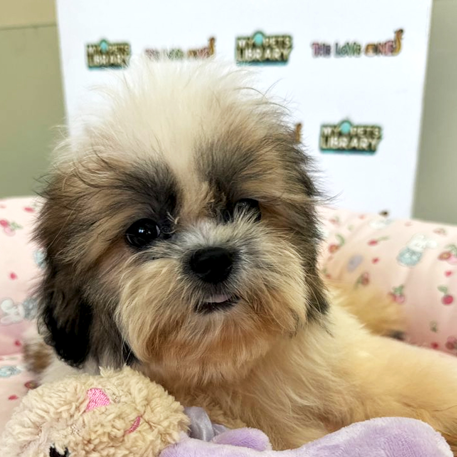 Shih Tzu Puppy (Male) For Sale