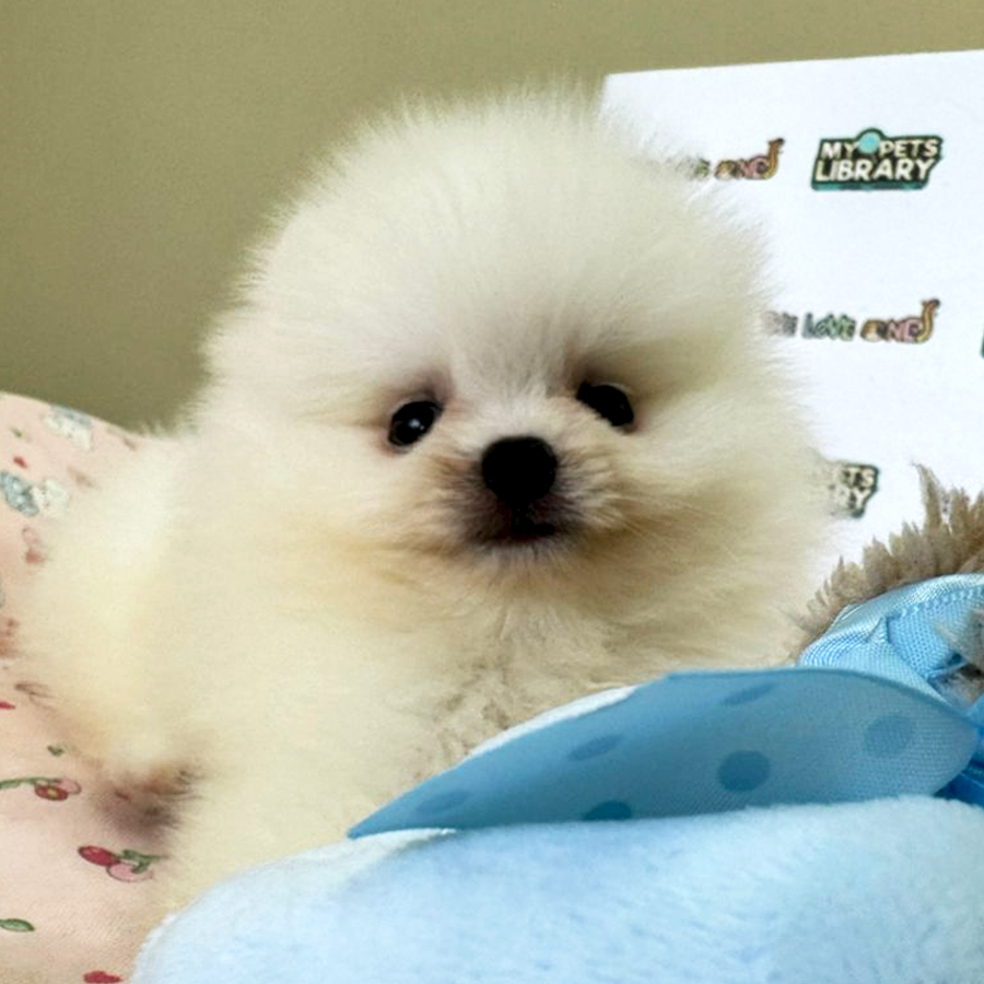 Tiny Teacup Pomeranian Puppy (Male) For Sale