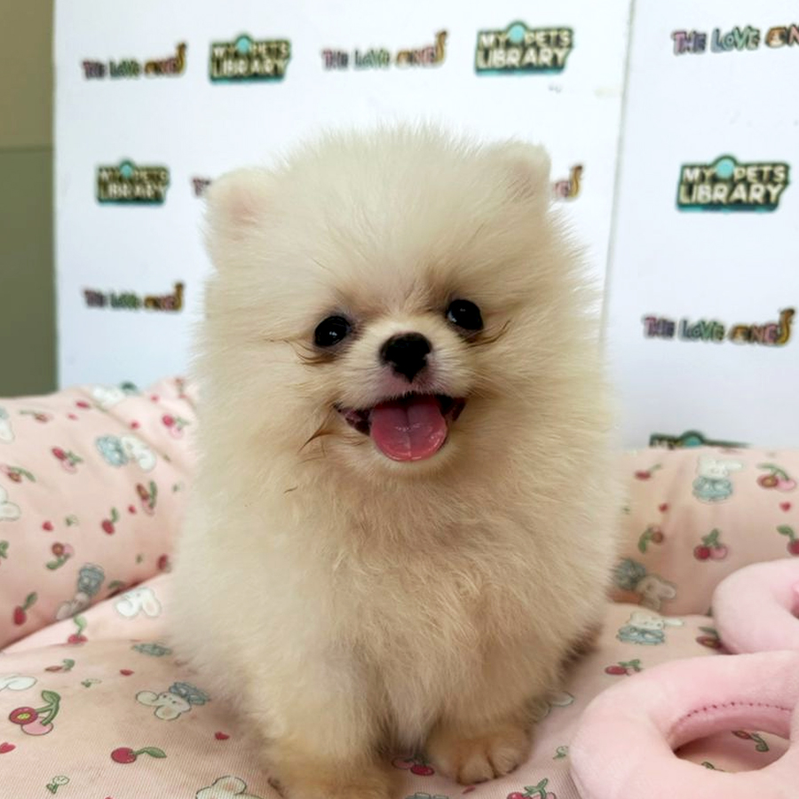 Tiny Pomeranian Puppy (Female) For Sale