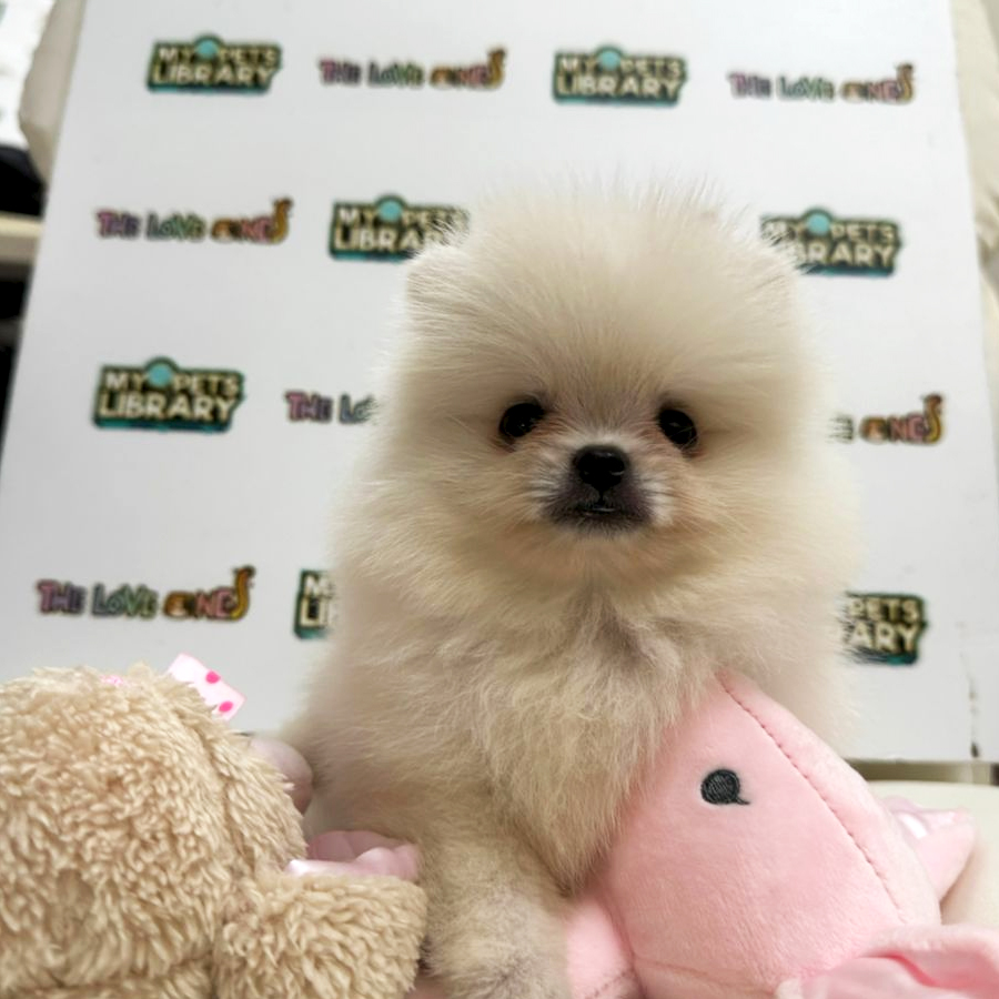 Tiny Pomeranian Puppy (Female) For Sale