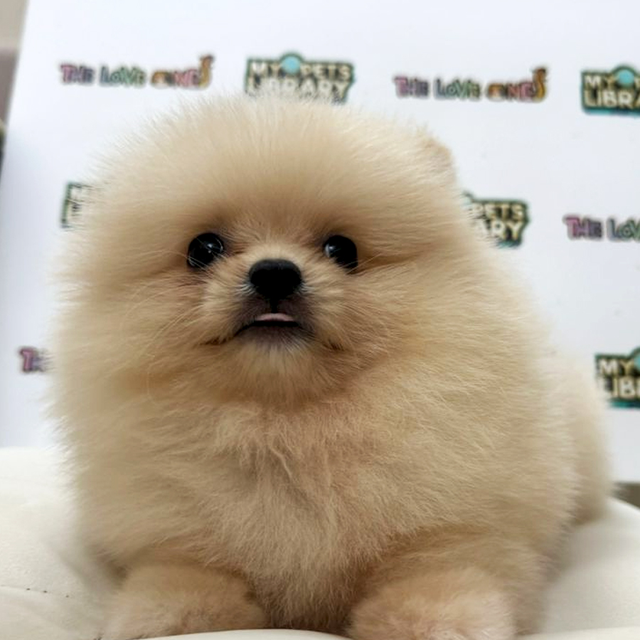 Tiny Pomeranian Puppy (Male) For Sale