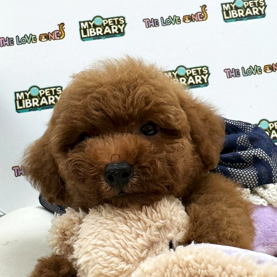 Tiny Toy Poodle Puppy (Female) For Sale