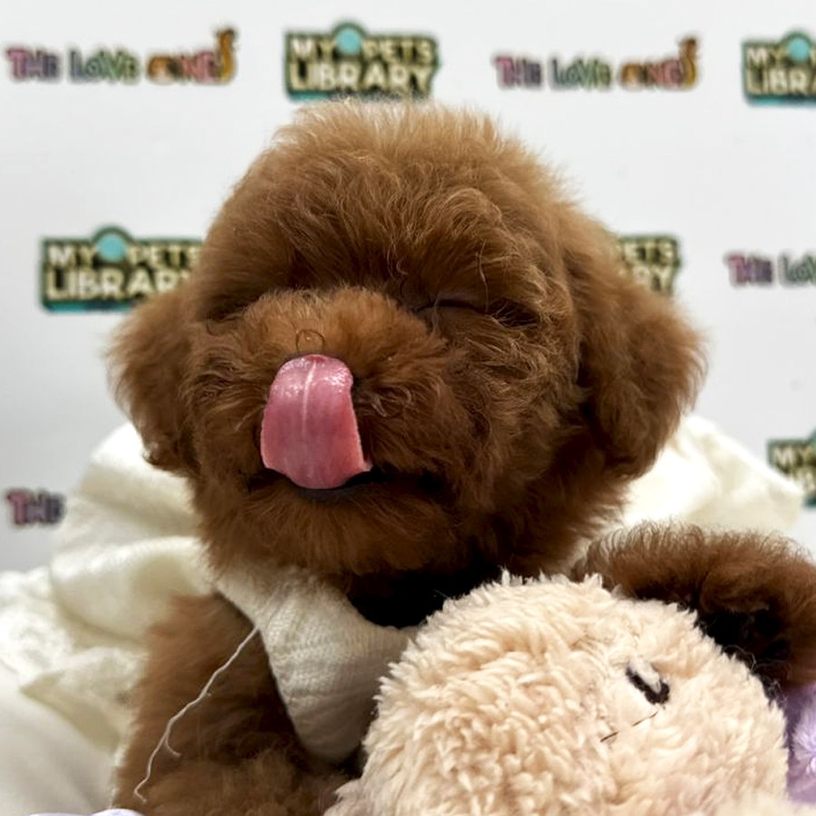 Tiny Toy Poodle Puppy (Female) For Sale