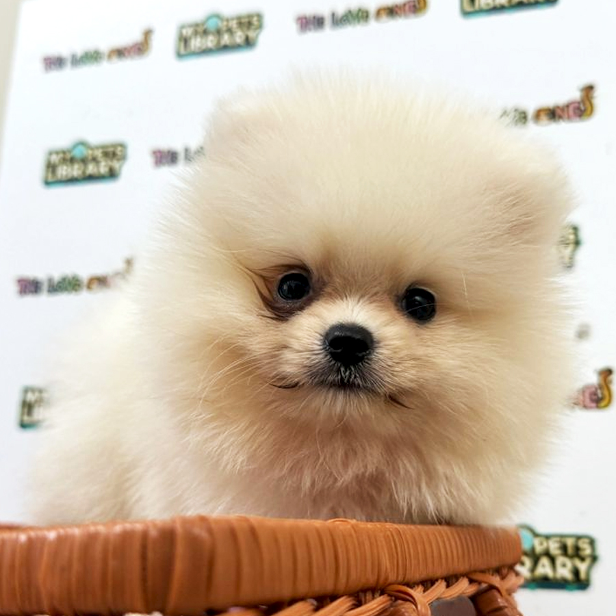Tiny Pomeranian Puppy (Female) For Sale