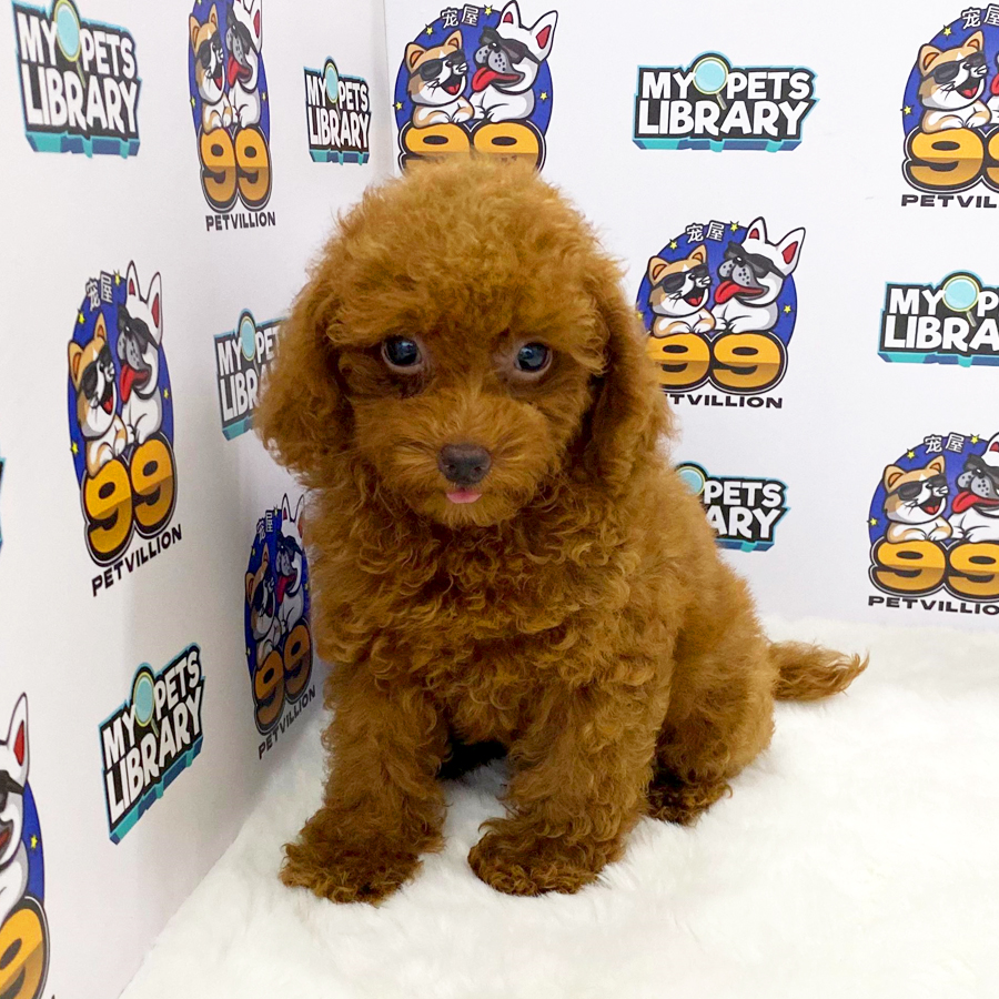 Toy Poodle Puppy (Male) For Sale