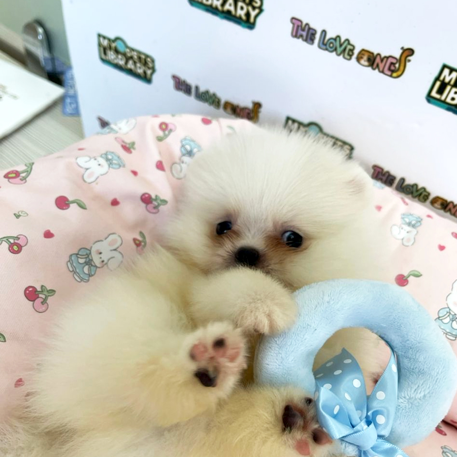 Tiny Teacup Pomeranian Puppy (Male) For Sale