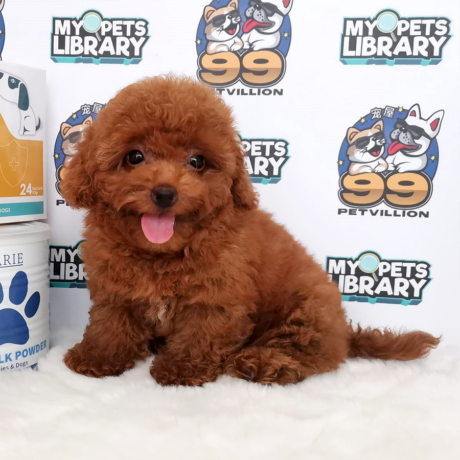Toy Poodle Puppy (Male) For Sale