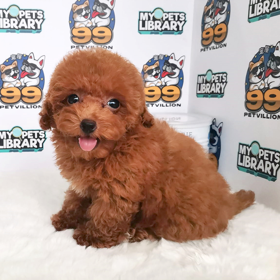 Toy Poodle Puppy (Female) For Sale