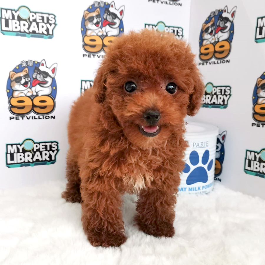 Toy Poodle Puppy (Female) For Sale