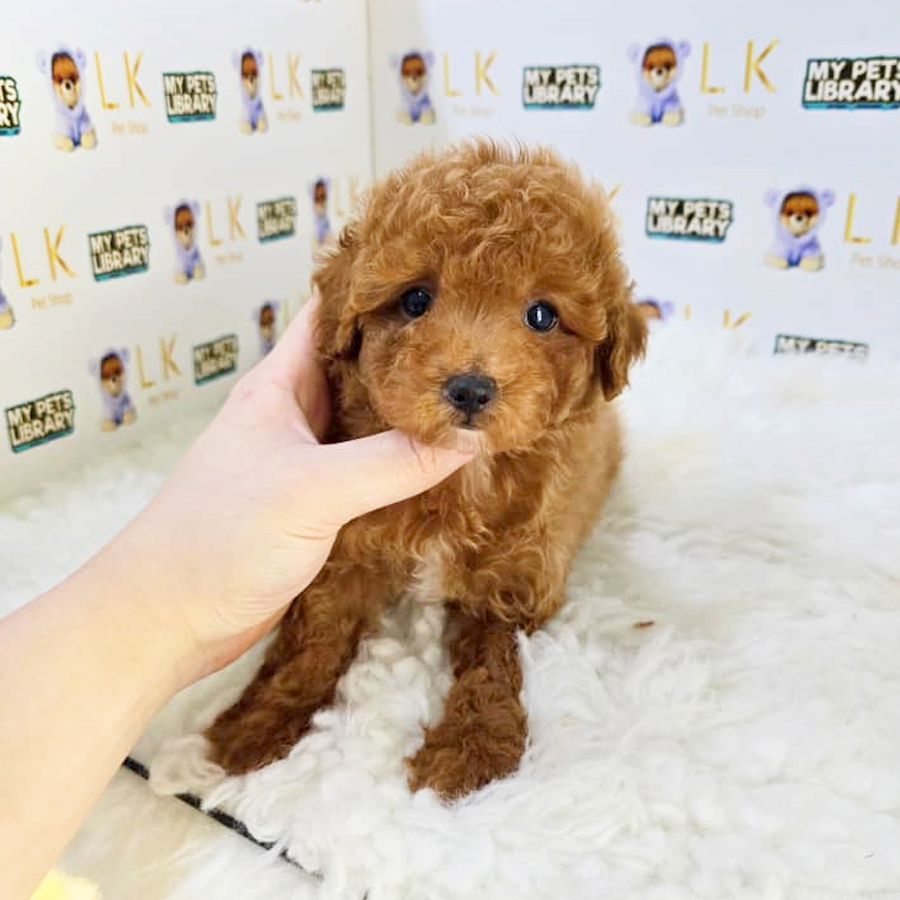 Toy Poodle Puppy (Male) For Sale