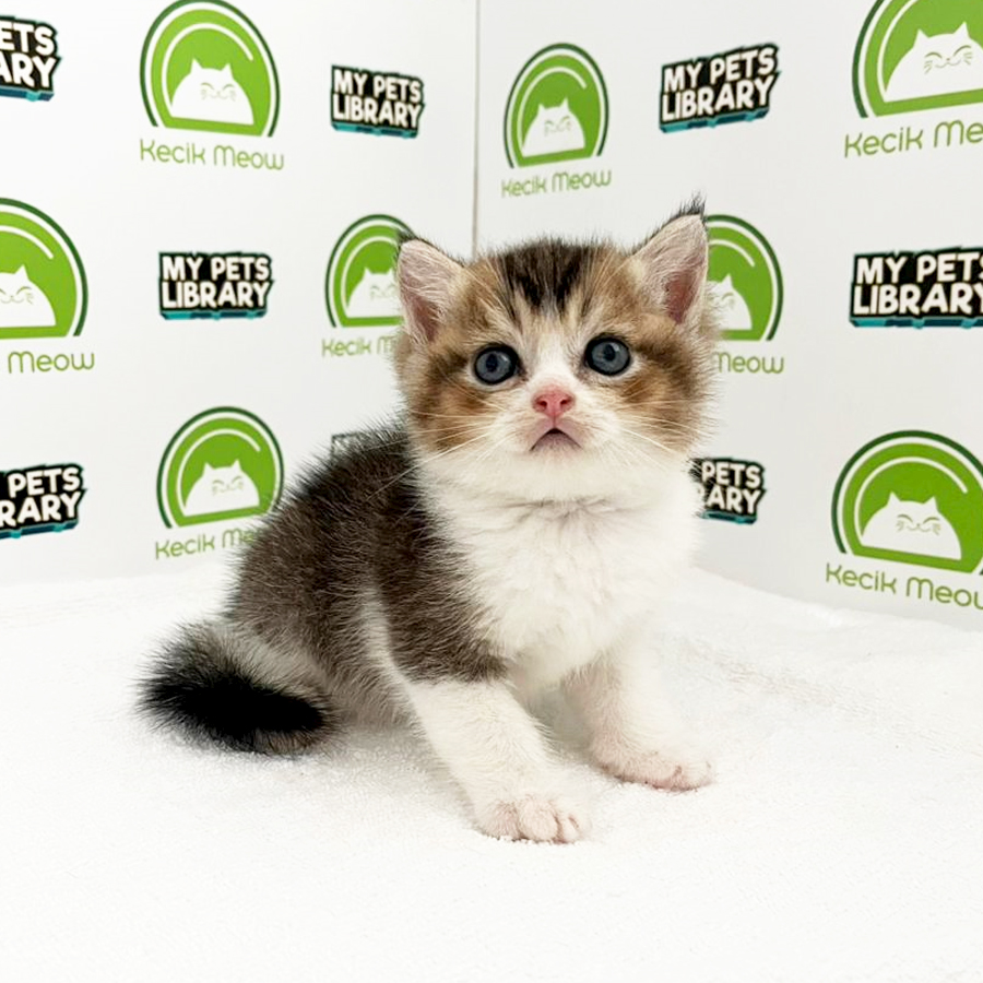 British Shorthair Kitten (Male) For Sale