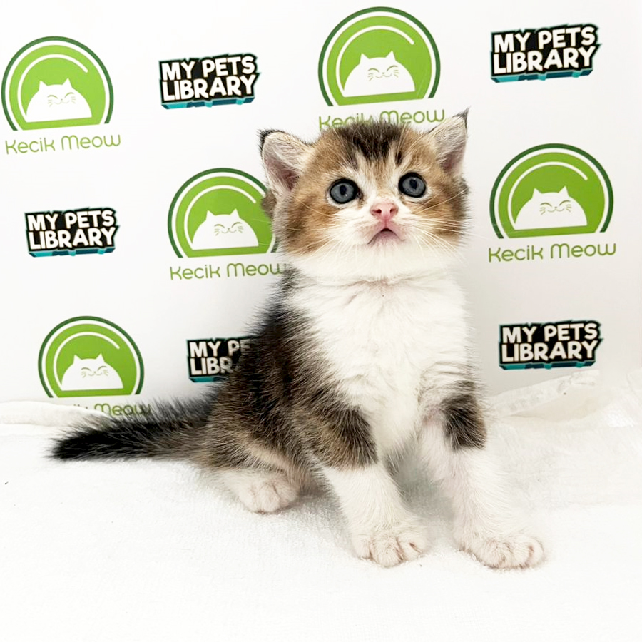 British Shorthair Kitten (Male) For Sale