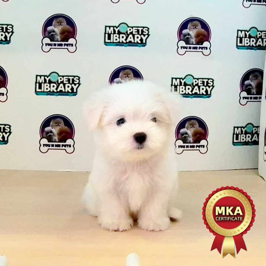 MKA Tiny Maltese Puppy (Male) For Sale