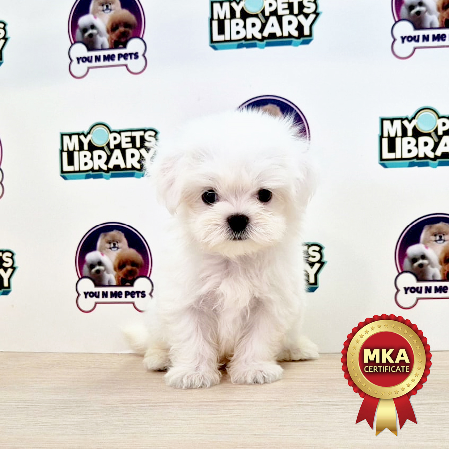 MKA Tiny Maltese Puppy (Male) For Sale